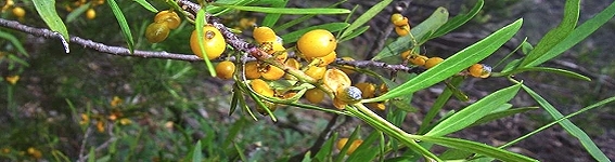 Gumby Fruit